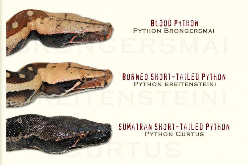 Python ex gr. curtus. 