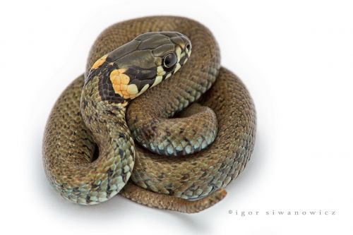 Grass_snake_III_by_Blepharopsis