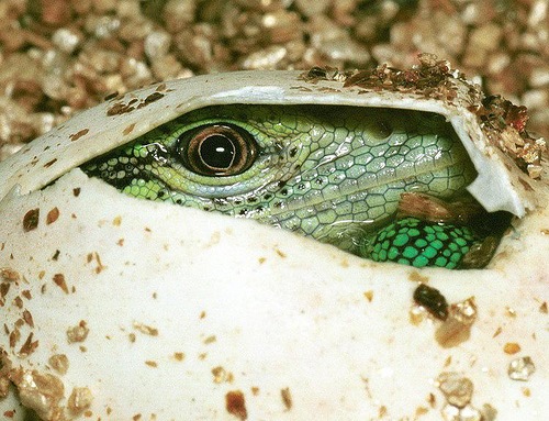 Изумрудный варан Varanus Prasinus Изумрудный варан Varanus Prasinus