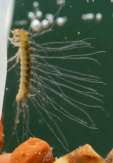 Личинка Peltodytes sp.