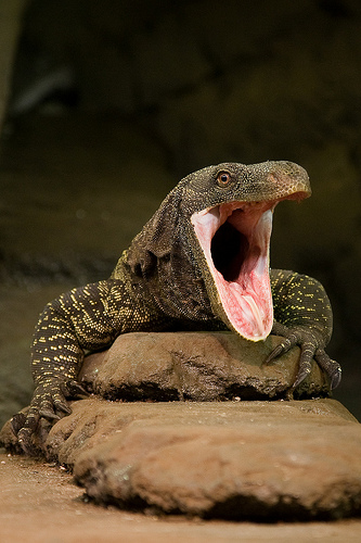 Крокодиловый варан (Varanus salvadorii)
Крокодиловый варан (Varanus salvadorii)