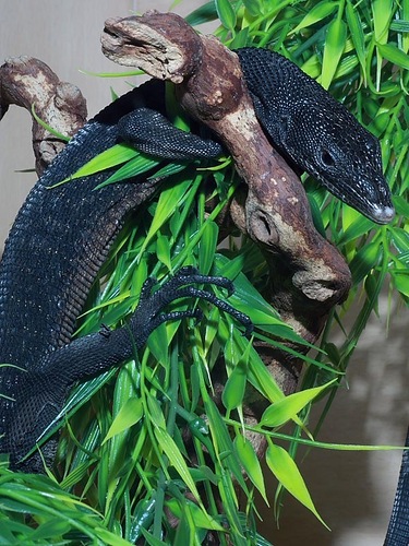 Varanus beccarri Черный варан Varanus beccarri Черный варан