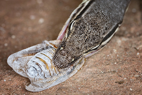 Варан Глауэрта (Varanus glauerti) Варан Глауэрта (Varanus glauerti)