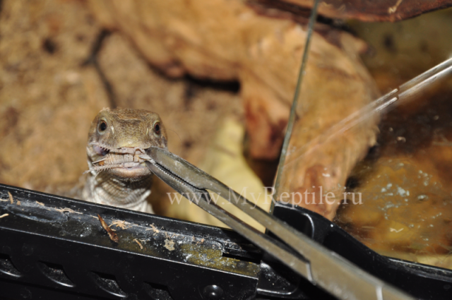 Капский(степной) варан (Varanus exanthematicus)