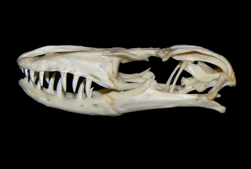 Крокодиловый варан (Varanus salvadorii)
Крокодиловый варан (Varanus salvadorii)
