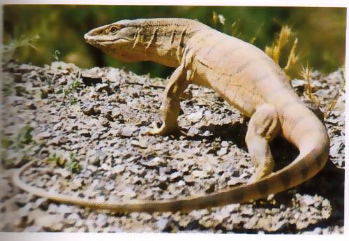 Серый варан (V. griseus) Серый варан (V. griseus)