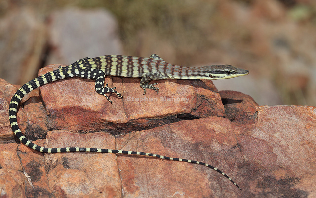 Варан Глауэрта (Varanus glauerti) Варан Глауэрта (Varanus glauerti)