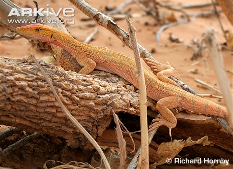 Серый варан (V. griseus) Серый варан (V. griseus)