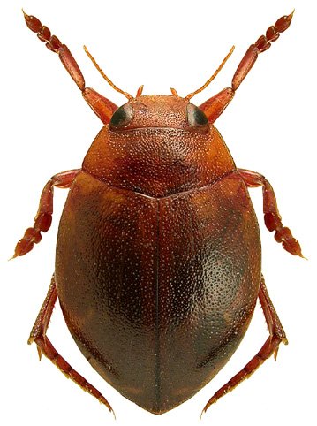 Hyphydrus ovatus