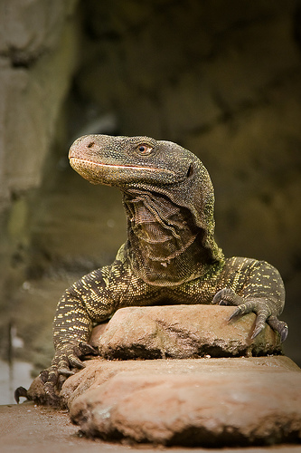 Крокодиловый варан (Varanus salvadorii)
Крокодиловый варан (Varanus salvadorii)