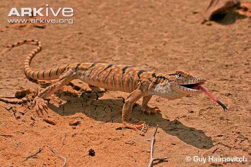 Серый варан (V. griseus) Серый варан (V. griseus)