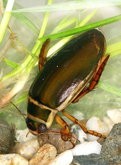 Самец плавунца Dytiscus marginalis на дне