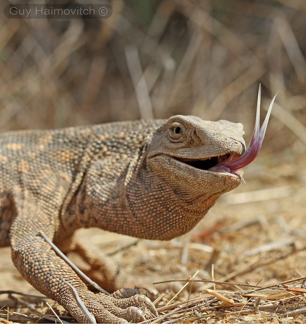 Серый варан (V. griseus) Серый варан (V. griseus)