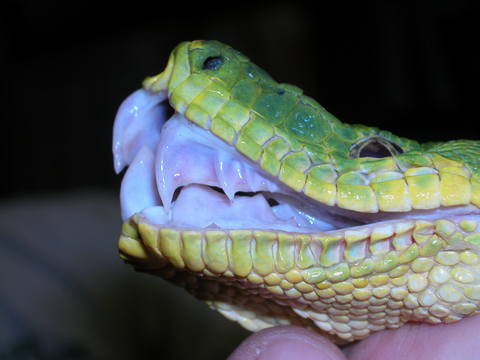 Собакоголовый удав  (Corallus caninus)