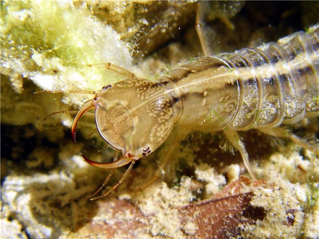 личинка плавунца Dytiscus persicus