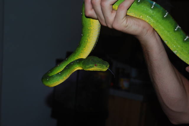 Собакоголовый удав  (Corallus caninus)