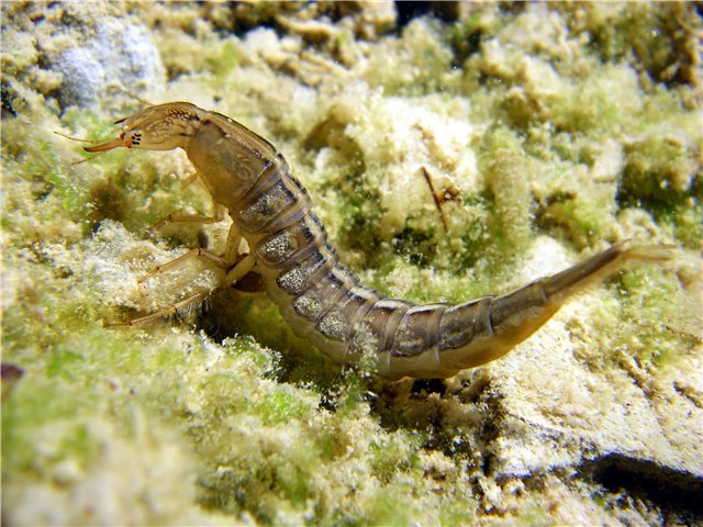 личинка плавунца Dytiscus persicus