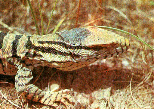 Серый варан (V. griseus) Серый варан (V. griseus)