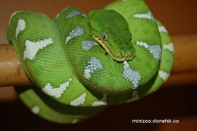 Собакоголовый удав  (Corallus caninus)