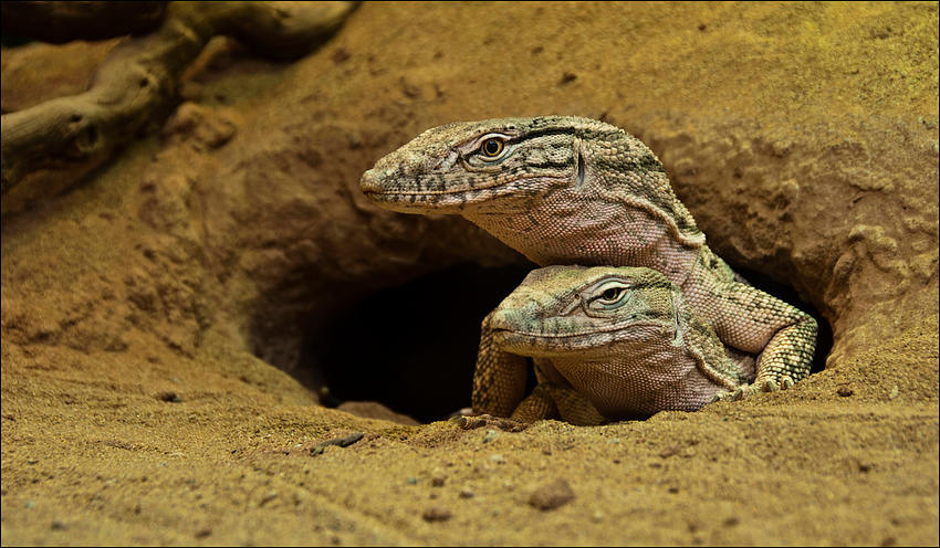 Серый варан (V. griseus) Серый варан (V. griseus)