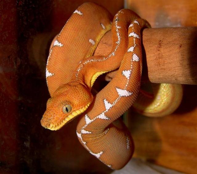 Собакоголовый удав  (Corallus caninus)