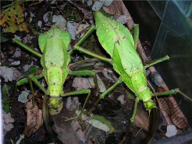 Разнокрылый палочник (Heteropteryx dilatata)