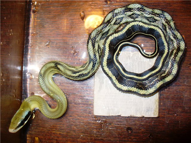 сосновая змея (Pituophis melanoleucus melanoleucus)