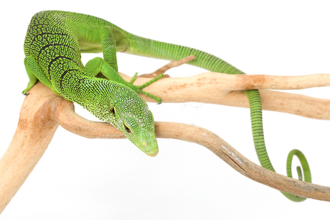 Изумрудный варан Varanus Prasinus Изумрудный варан Varanus Prasinus
