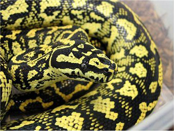 Morelia spilota cheynei