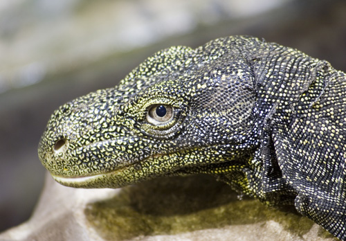 Крокодиловый варан (Varanus salvadorii)
Крокодиловый варан (Varanus salvadorii)