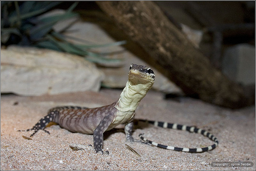 Варан Глауэрта (Varanus glauerti) Варан Глауэрта (Varanus glauerti)