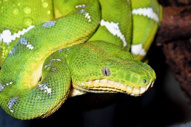 Собакоголовый удав  (Corallus caninus)