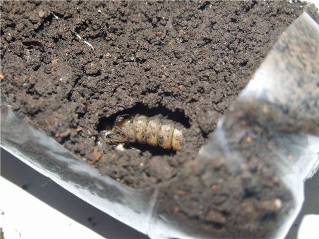 Личинка перед окукливанием в почве