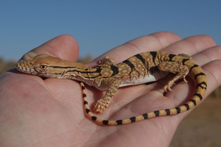 Серый варан (V. griseus) Серый варан (V. griseus)