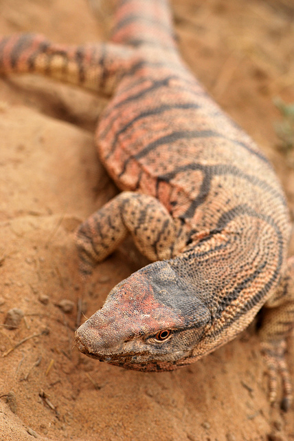 Серый варан (V. griseus) Серый варан (V. griseus)