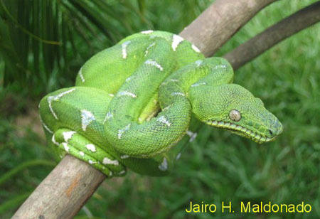 Собакоголовый удав  (Corallus caninus)