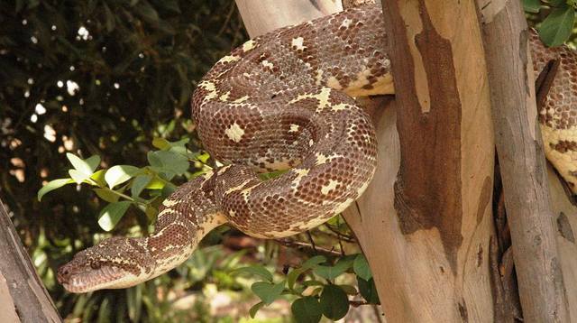 Мадагаскарский древесный удав  (Sanzinia madagascariensis) 