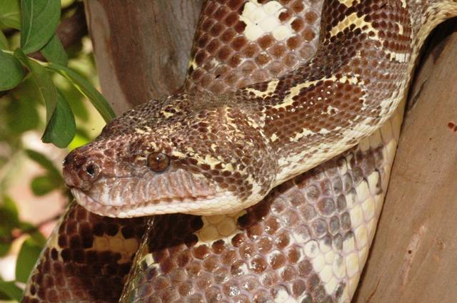 Мадагаскарский древесный удав  (Sanzinia madagascariensis) 