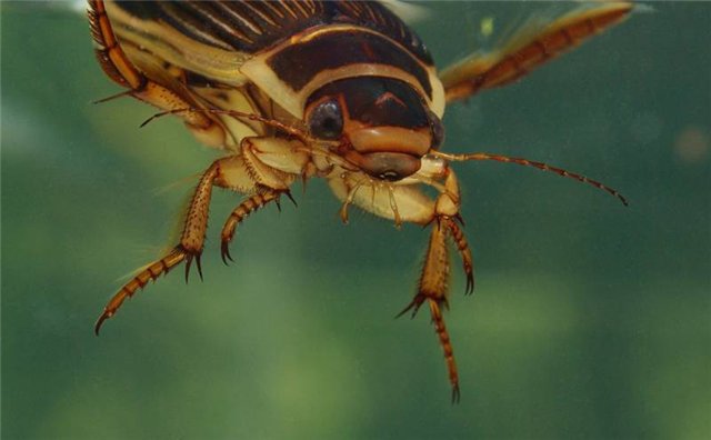 Dytiscus dimidiatus самка