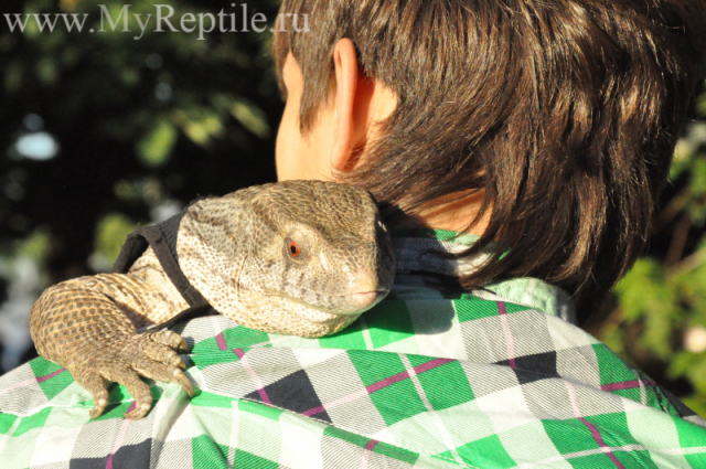 Капский(степной) варан (Varanus exanthematicus)