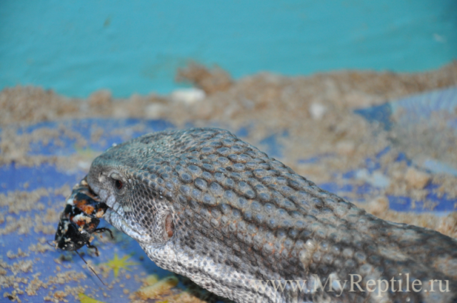 Капский(степной) варан (Varanus exanthematicus)