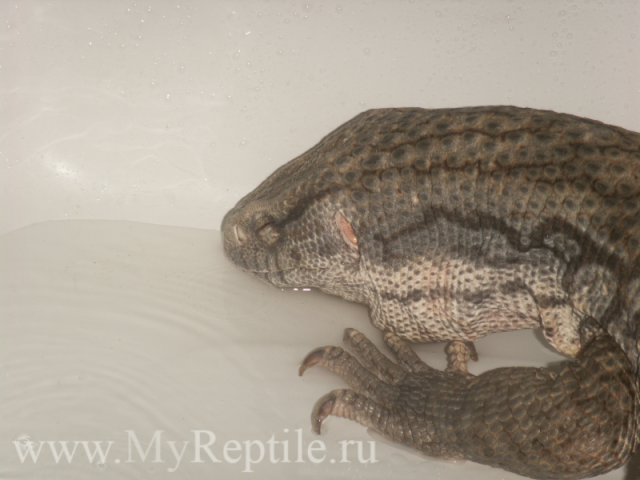 Капский(степной) варан (Varanus exanthematicus)