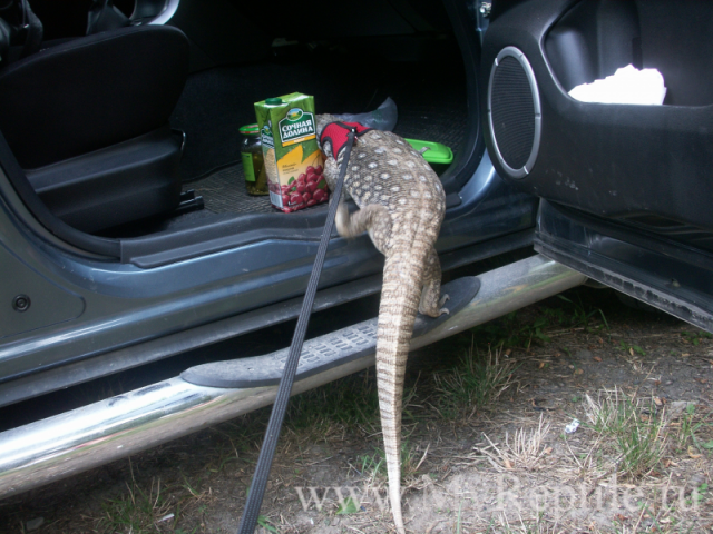 Капский(степной) варан (Varanus exanthematicus)