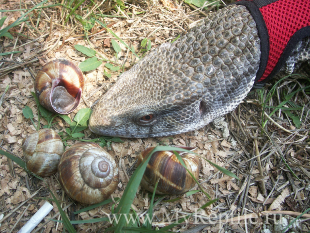 Капский(степной) варан (Varanus exanthematicus)