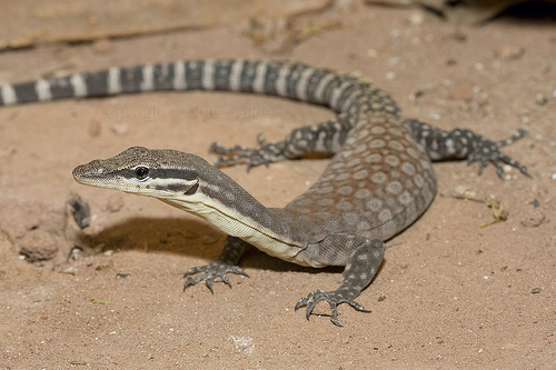 Варан Глауэрта (Varanus glauerti) Варан Глауэрта (Varanus glauerti)