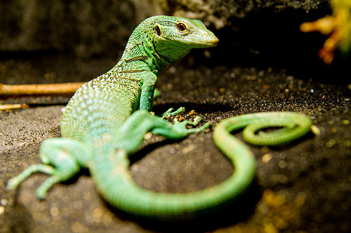 Изумрудный варан Varanus Prasinus Изумрудный варан Varanus Prasinus