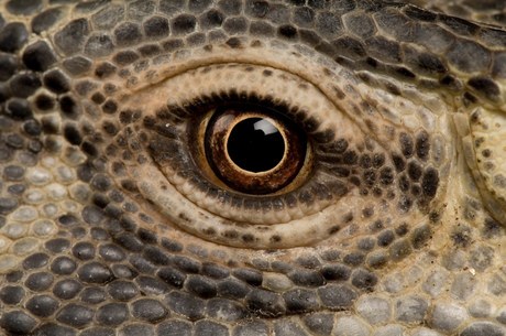 Черногорлый варан (Varanus albigularis ionidesi) Черногорлый варан (Varanus albigularis ionidesi)