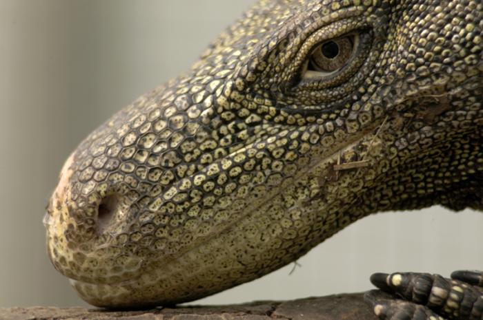 Крокодиловый варан (Varanus salvadorii)
Крокодиловый варан (Varanus salvadorii)