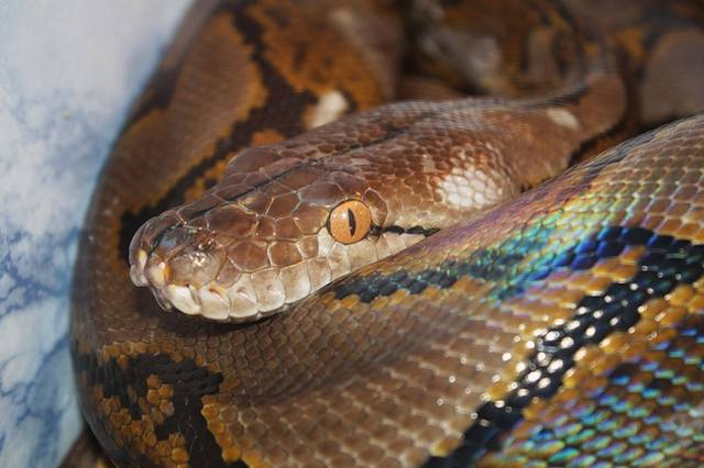 Сетчатый питон  (Python Reticulatus)