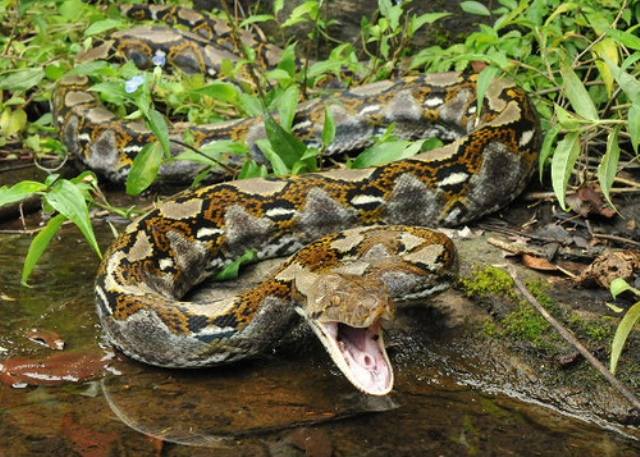 Сетчатый питон  (Python Reticulatus)